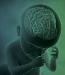 Fetal Neurosonography